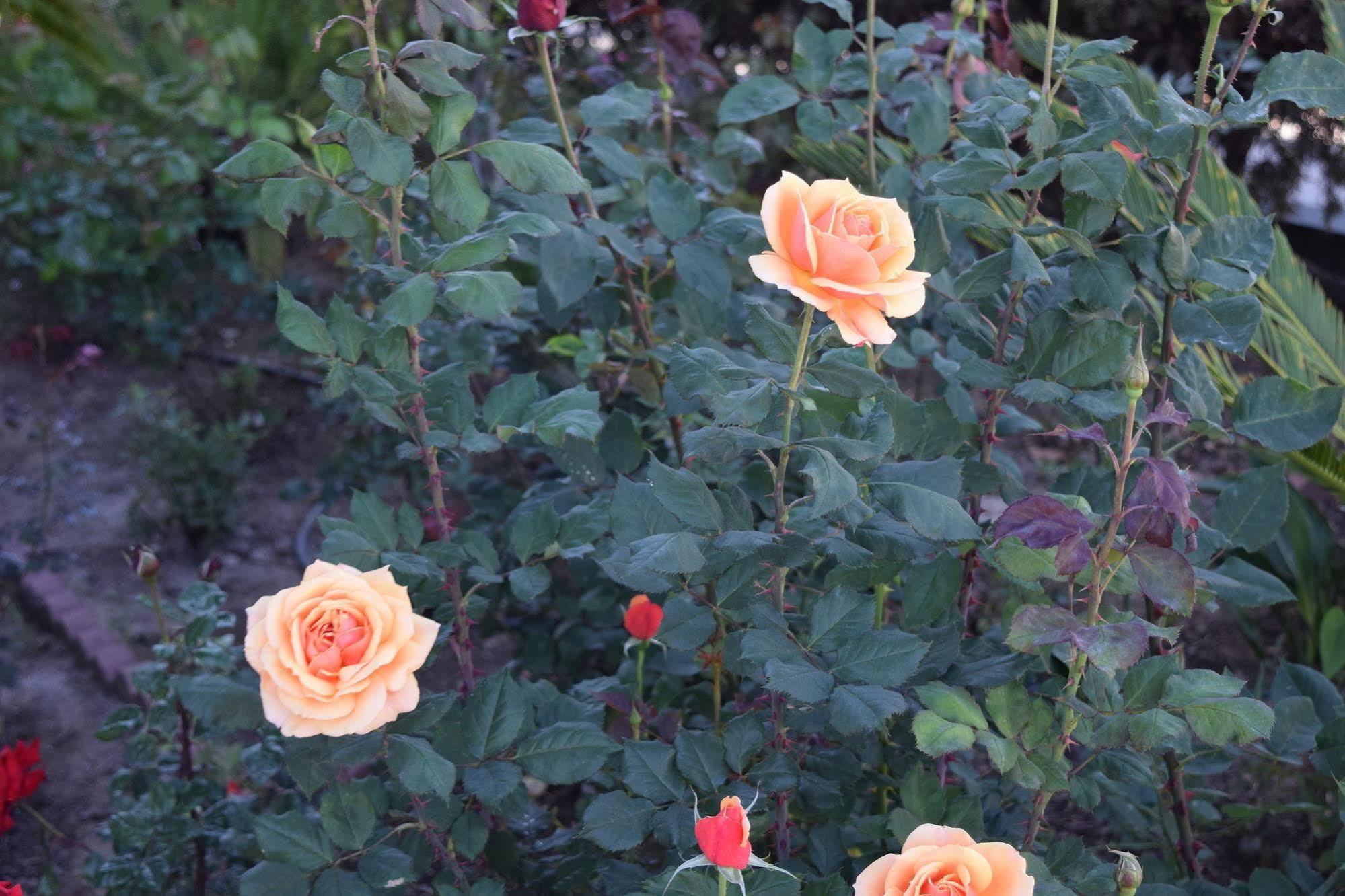 Rose Garden Inn Santa Barbara Extérieur photo